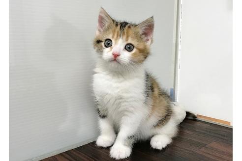 成約済の千葉県のスコティッシュフォールド-3273の4枚目